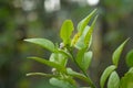 Fresh Kaffir lime leaf on plant