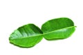 Fresh kaffir lime leaves green leaf isolated on white background