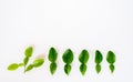 Fresh kaffir lime leaves on white background,Water drop on  kaffir lime leaves Royalty Free Stock Photo