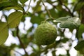 Fresh kaffir lime on tree with green leaves background, Bergamot a citrus tree of southeast Asia with green fruit. Royalty Free Stock Photo