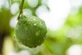 Fresh Kaffir Lime with water drop Royalty Free Stock Photo