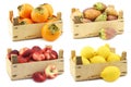 Fresh kaki fruit, colorful cactus fruit, flat nectarines and lemons Royalty Free Stock Photo