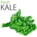 Fresh Kale Royalty Free Stock Photo