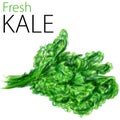 Fresh Kale