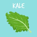 Fresh kale on blue