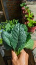 Fresh Kale Lacinato leaf vegetables