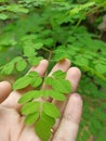 A fresh kelor leaf look so green