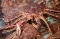 Fresh King Crab in water at fish market Royalty Free Stock Photo