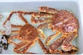 Fresh King Crab in water at fish market Royalty Free Stock Photo