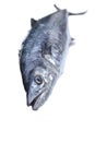 Fresh king mackerel fish Royalty Free Stock Photo