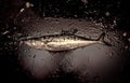 Fresh king mackerel ready for cooking Royalty Free Stock Photo