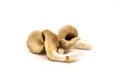 Fresh king oyster mushrooms Royalty Free Stock Photo
