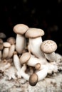 Fresh king oyster mushrooms growing up on mycelium, cultivation and farming Royalty Free Stock Photo