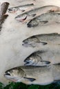 Fresh King Salmon on ice in a fish market Royalty Free Stock Photo