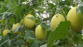 Fresh Kirani Melon at Green House Royalty Free Stock Photo