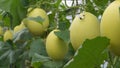 Fresh Kirani Melons at Green House Royalty Free Stock Photo