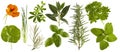 Fresh kitchen herbs collection isolated
