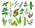 Fresh Kitchen Herbs Like Mint, Basil, Rosemary, Parsley, Oregano, Thyme and Bay Leaves Big Vector Set Royalty Free Stock Photo