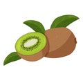 Fresh kiwi fruit with green leaves illustration. Isolated on white background Royalty Free Stock Photo