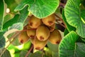 Kiwi fruit known also as Chinese gooseberry on tree Royalty Free Stock Photo