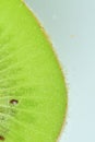 Fresh kiwi fruit slice in liquid with bubbles. Close-up of a kiwi fruit slice in soda water. Bubbles on kiwi fruit Royalty Free Stock Photo