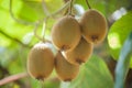 Fresh kiwi fruit on tree