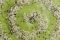 Fresh Kiwi Smoothie and hemp seeds spiral
