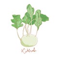 Fresh kohlrabi with green leaves isolated icon. Spring Rareripes. hastings, farm market