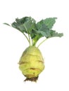 Fresh kohlrabi with green leaves and roots isolated