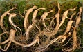 Fresh Korean Ginseng Root Royalty Free Stock Photo