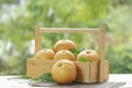 Fresh Korean pear or Nashi pear  fruit in the basket over green natural Blur background, Snow pear fruit in wooden basket. Royalty Free Stock Photo