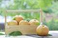 Fresh Korean pear or Nashi pear  fruit in the basket over green natural Blur background, Snow pear fruit in wooden basket. Royalty Free Stock Photo