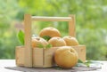 Fresh Korean pear or Nashi pear  fruit in the basket over green natural Blur background, Snow pear fruit in wooden basket. Royalty Free Stock Photo