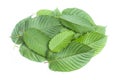 Fresh kratom leaves or Mitragyna speciosa on white background