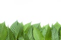 Fresh kratom leaves or Mitragyna speciosa on white background