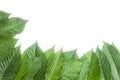 Fresh kratom leaves or Mitragyna speciosa on white background