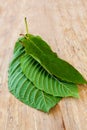 Fresh kratom leaves.