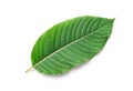 Fresh Kratom Mitragyna speciosa leaf