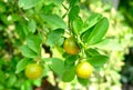 Fresh Kumquats or Small Oranges on Tree Royalty Free Stock Photo