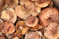 Fresh Lactarius deliciosus - also as the saffron milk cap and r