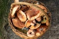 Fresh Lactarius deliciosus - also as the saffron milk cap and r