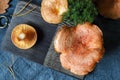 Fresh lactarius deliciosus mushrooms on kitchen chopping board. Seasonal national Russian cuisine. Moss and pine needles Royalty Free Stock Photo