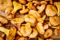 Fresh lactarius mushrooms straight from the forest on an old wooden table