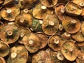 Fresh Lactarius resimus mushrooms