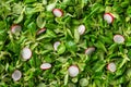Fresh lambs lettuce and radish background. Sliced radish on green corn salad leaves or mache texture. Low calories ingredients for Royalty Free Stock Photo