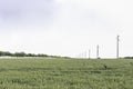 A fresh landscape of a line of electric poles with cables of electricity in a green wheat field with trees in background Royalty Free Stock Photo