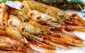 Fresh langoustines lying on ice for sale Royalty Free Stock Photo