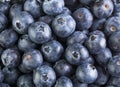 Fresh large blueberry