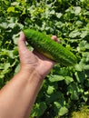 Fresh large cucumber in a man`s hand on a background of green leaves