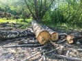 Fresh large cut tree on ground in forest Royalty Free Stock Photo